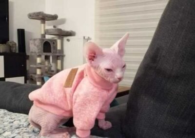 bebe chat sphynx rose habille