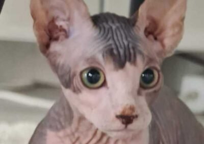 beau bebe chat sphynx male gris
