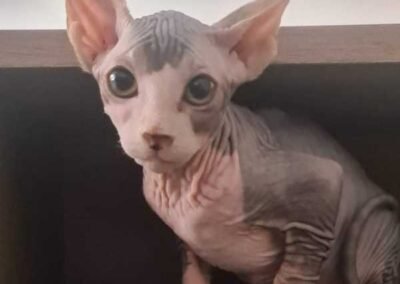 beau bebe chat sphynx male noir
