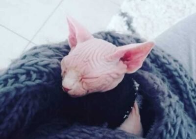 bebe chat sphynx sommeil profond