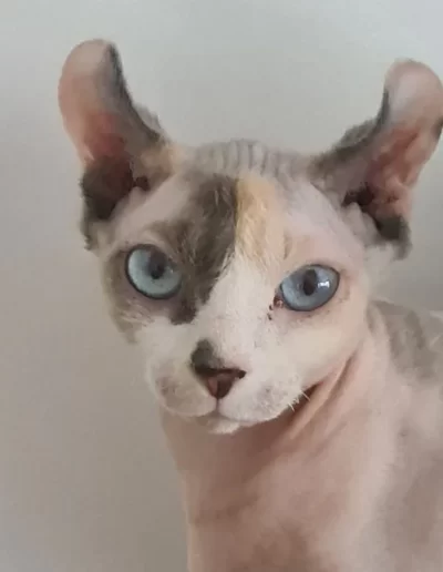 Elf cat issue de croisements entre le sphynx et l'american curl