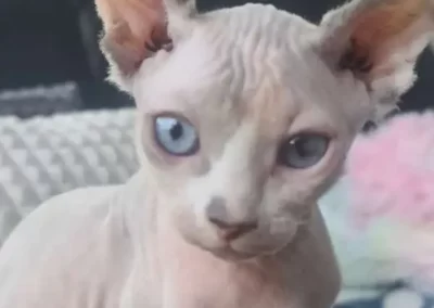 Elf cat d'élevage familiale Belgique