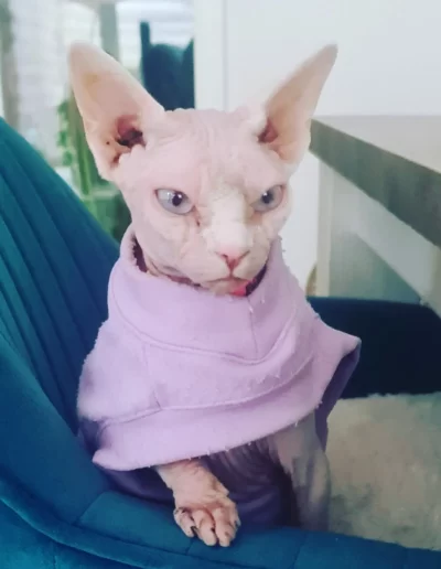 Miko reproductrice sphynx femelle elegant sphynx