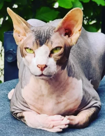 reproductrice sphynx male Hiji Nivellles